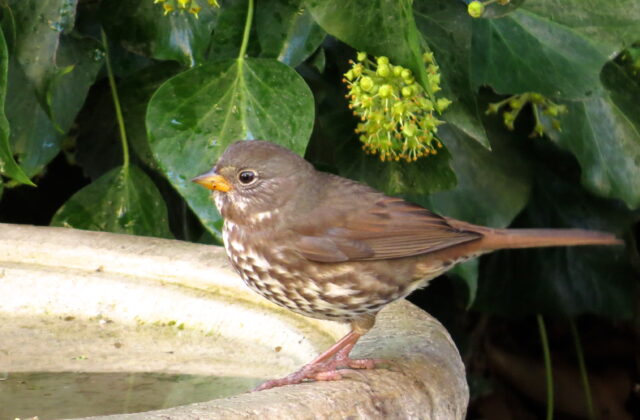 Sooty Fox Sparrow