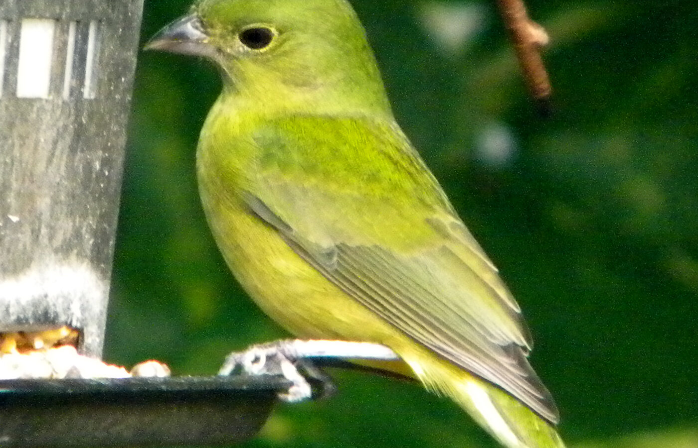 Painted Bunting