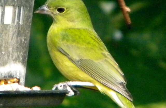 Painted Bunting