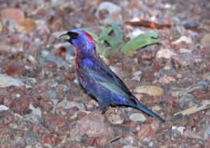 Varied Bunting