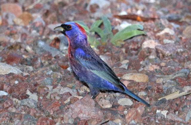 Varied Bunting