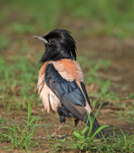Rosy Starling