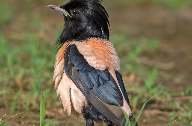 Rosy Starling