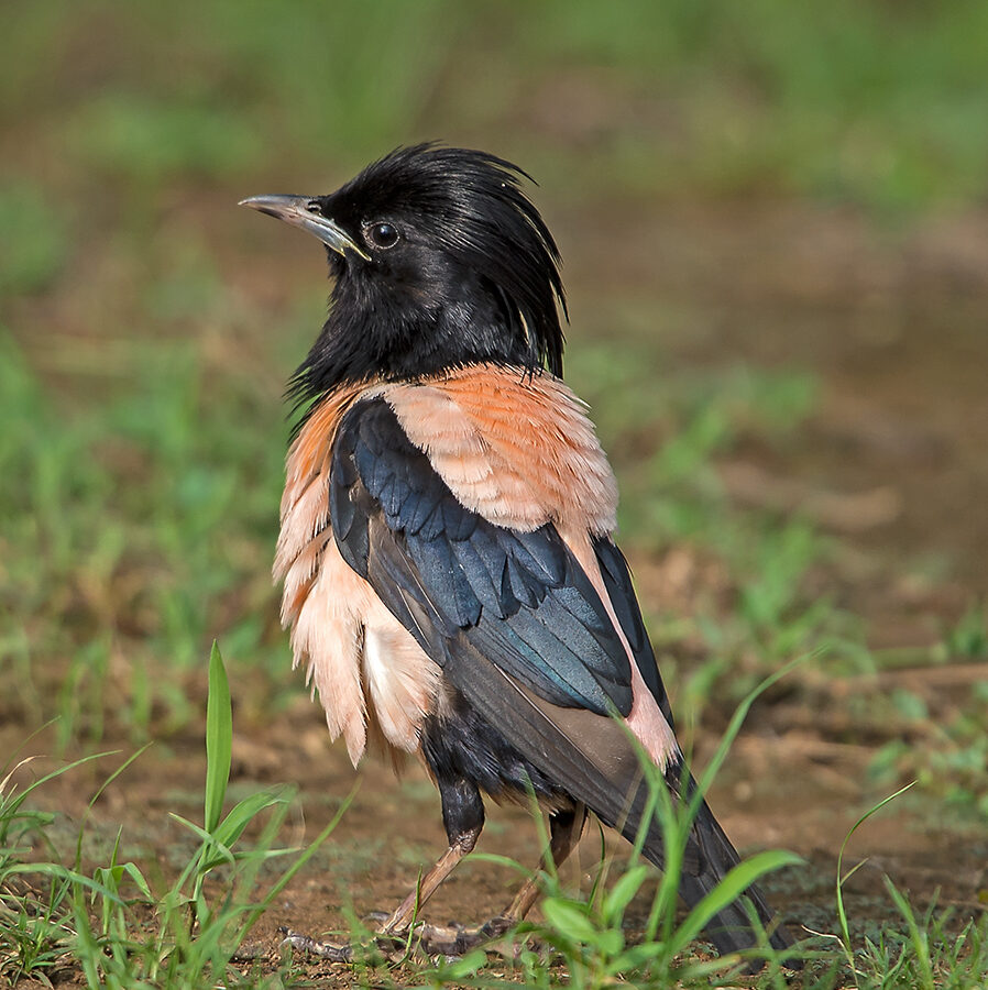 Rosy Starling