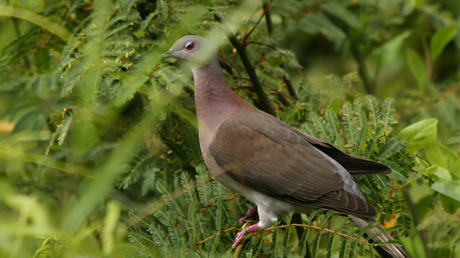 Pale-vented Pigeon