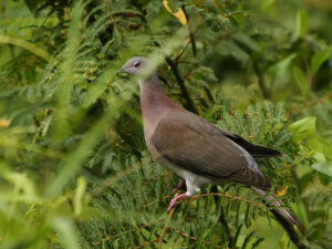 Pale-vented Pigeon