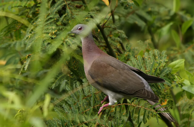 Pale-vented Pigeon