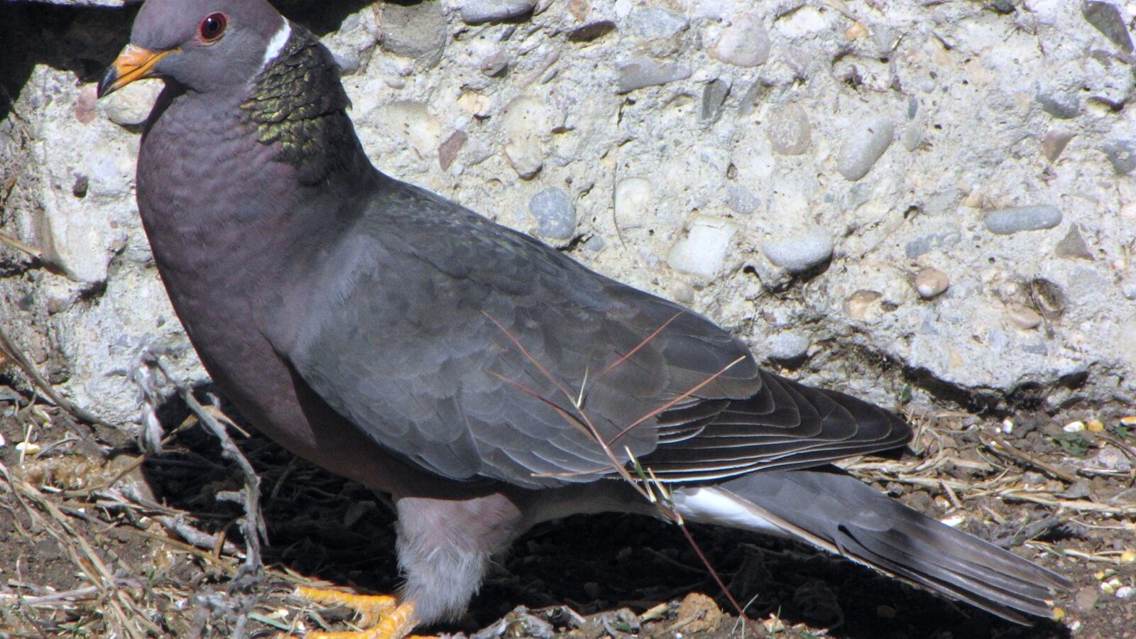 Band-tailed Pigeon