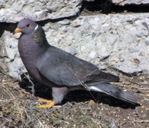 Band-tailed Pigeon