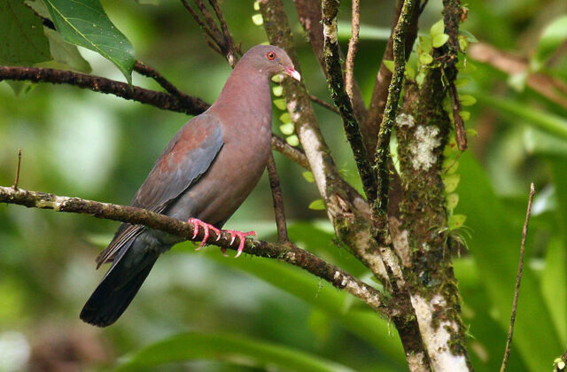 Red-billed Pigeon