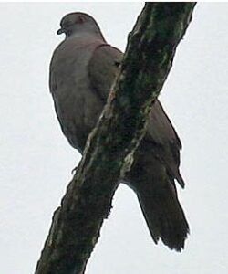 Dusky Pigeon