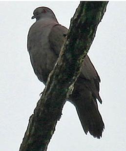 Dusky Pigeon