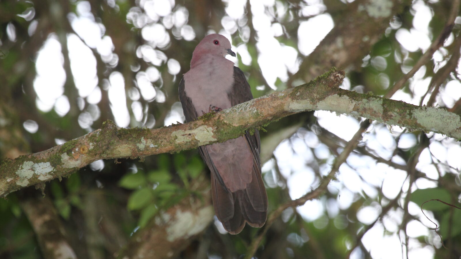 Short-billed Pigeon