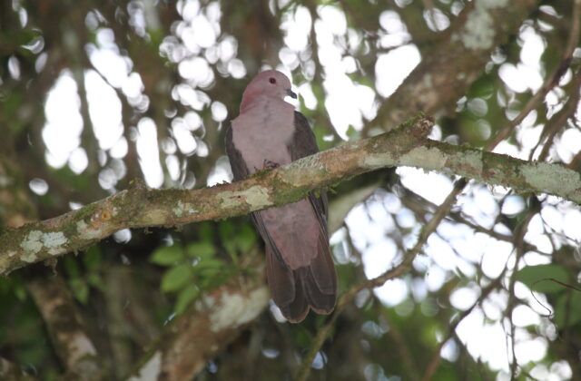 Short-billed Pigeon