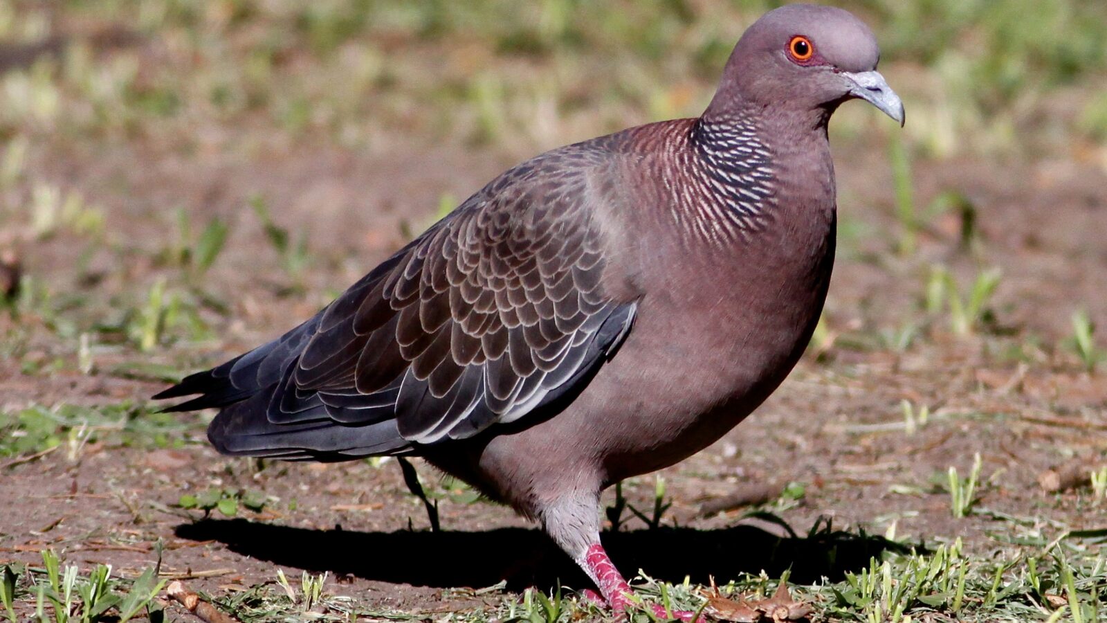 Picazuro Pigeon