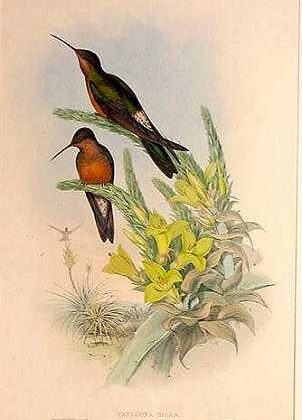 Southern Giant Hummingbird