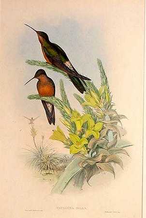 Southern Giant Hummingbird