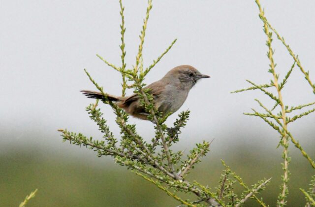 Patagonian Canastero