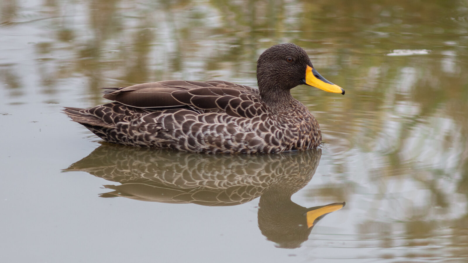 Yellow-billed Duck