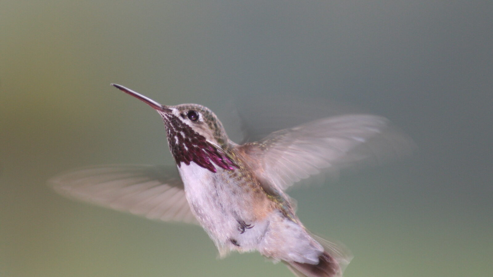 Calliope Hummingbird
