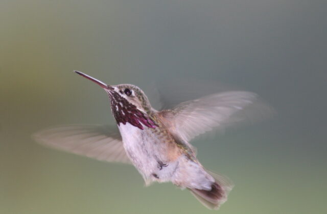 Calliope Hummingbird