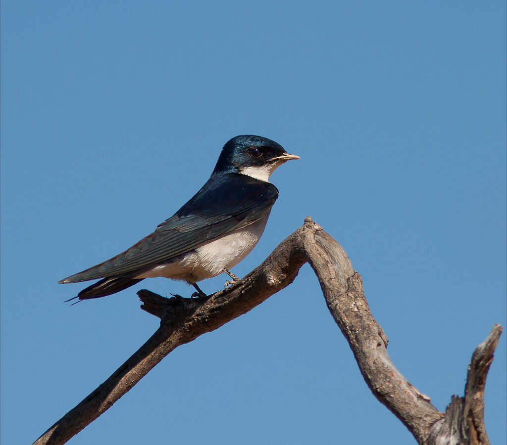 Pearl-breasted Swallow