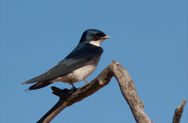 Pearl-breasted Swallow