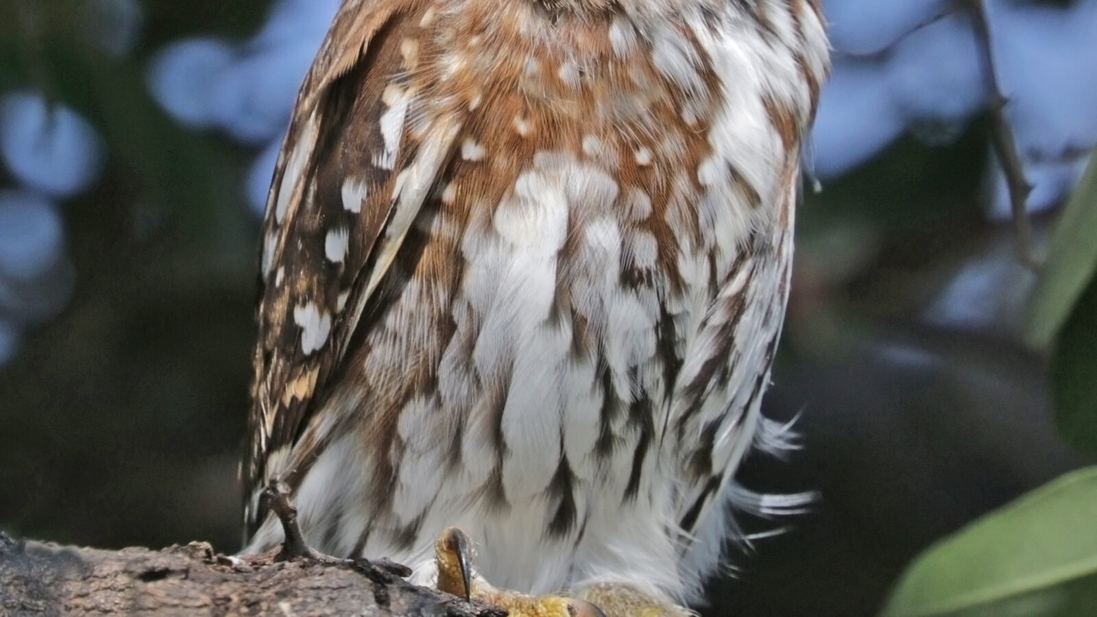 Pearl-spotted Owlet