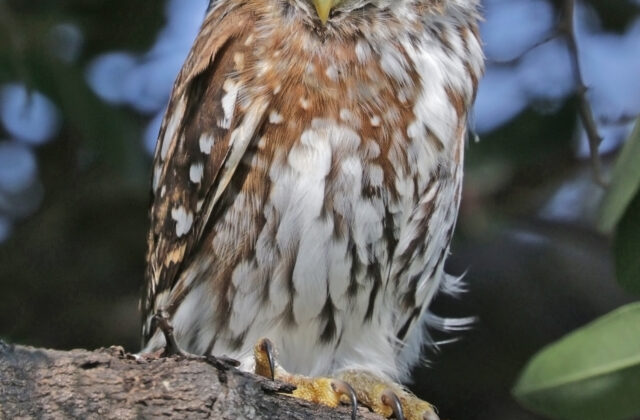 Pearl-spotted Owlet