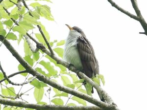 Pearly-breasted Cuckoo