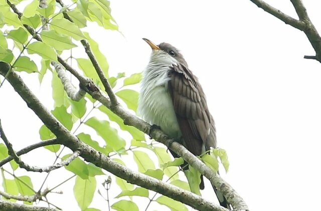 Pearly-breasted Cuckoo