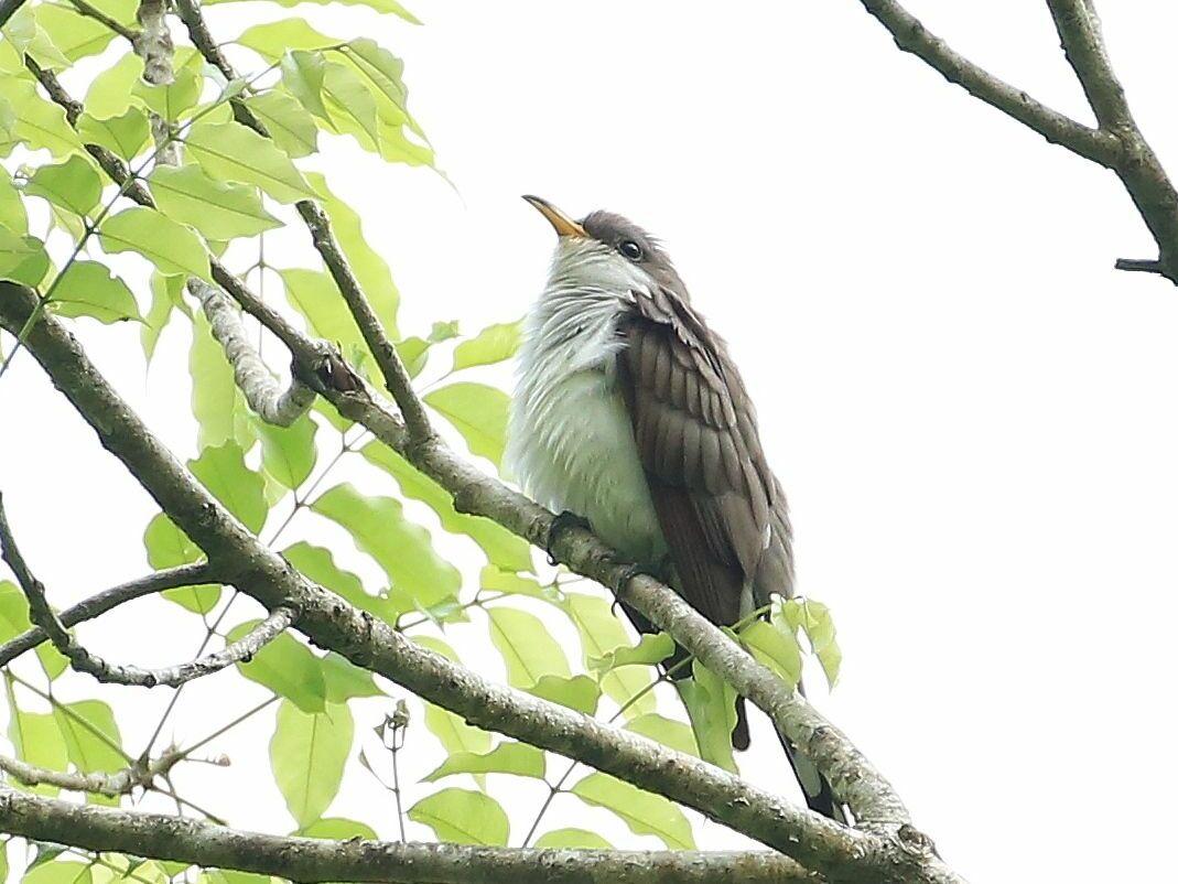 Pearly-breasted Cuckoo
