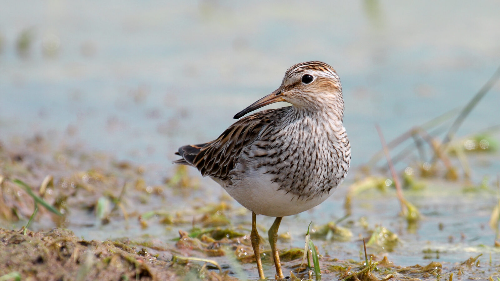 Pectoral Sandpiper