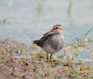 Pectoral Sandpiper