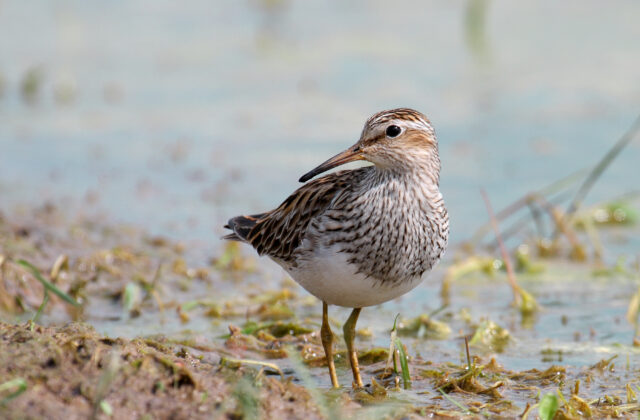 Pectoral Sandpiper