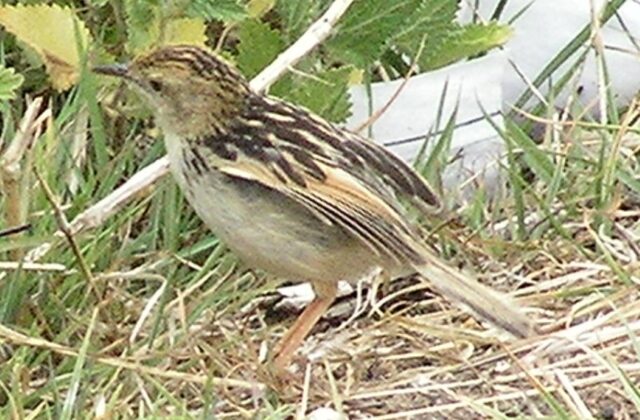 Pectoral-patch Cisticola