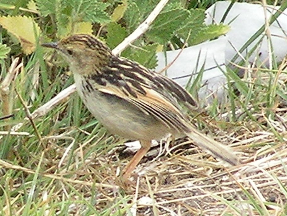 Pectoral-patch Cisticola