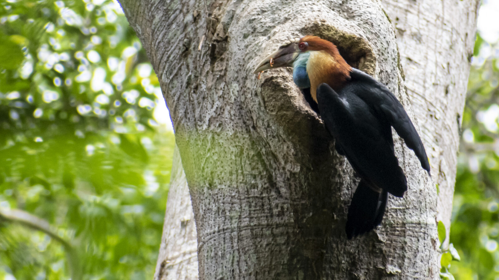 Sumba Hornbill