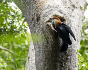 Sumba Hornbill