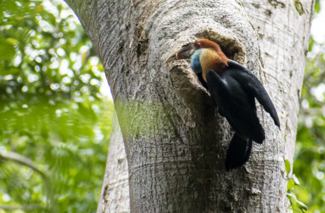 Sumba Hornbill