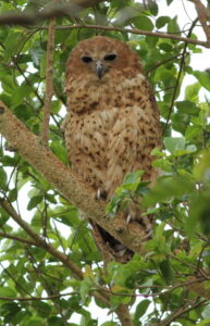Pel’s Fishing Owl
