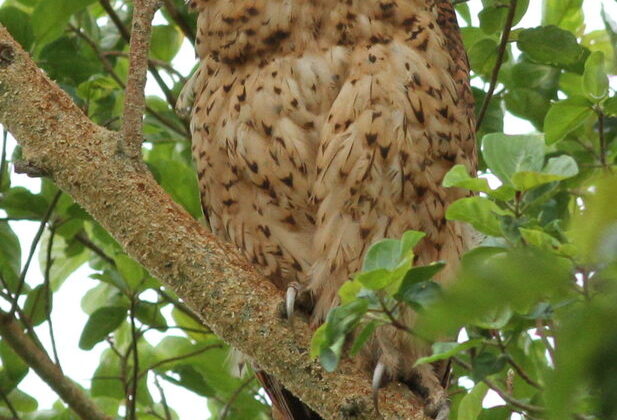Pel’s Fishing Owl