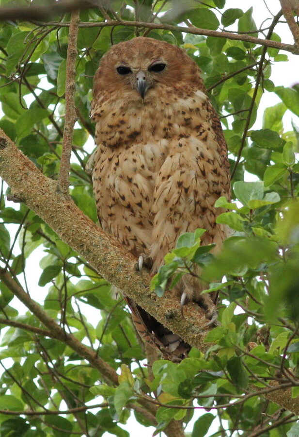 Pel’s Fishing Owl