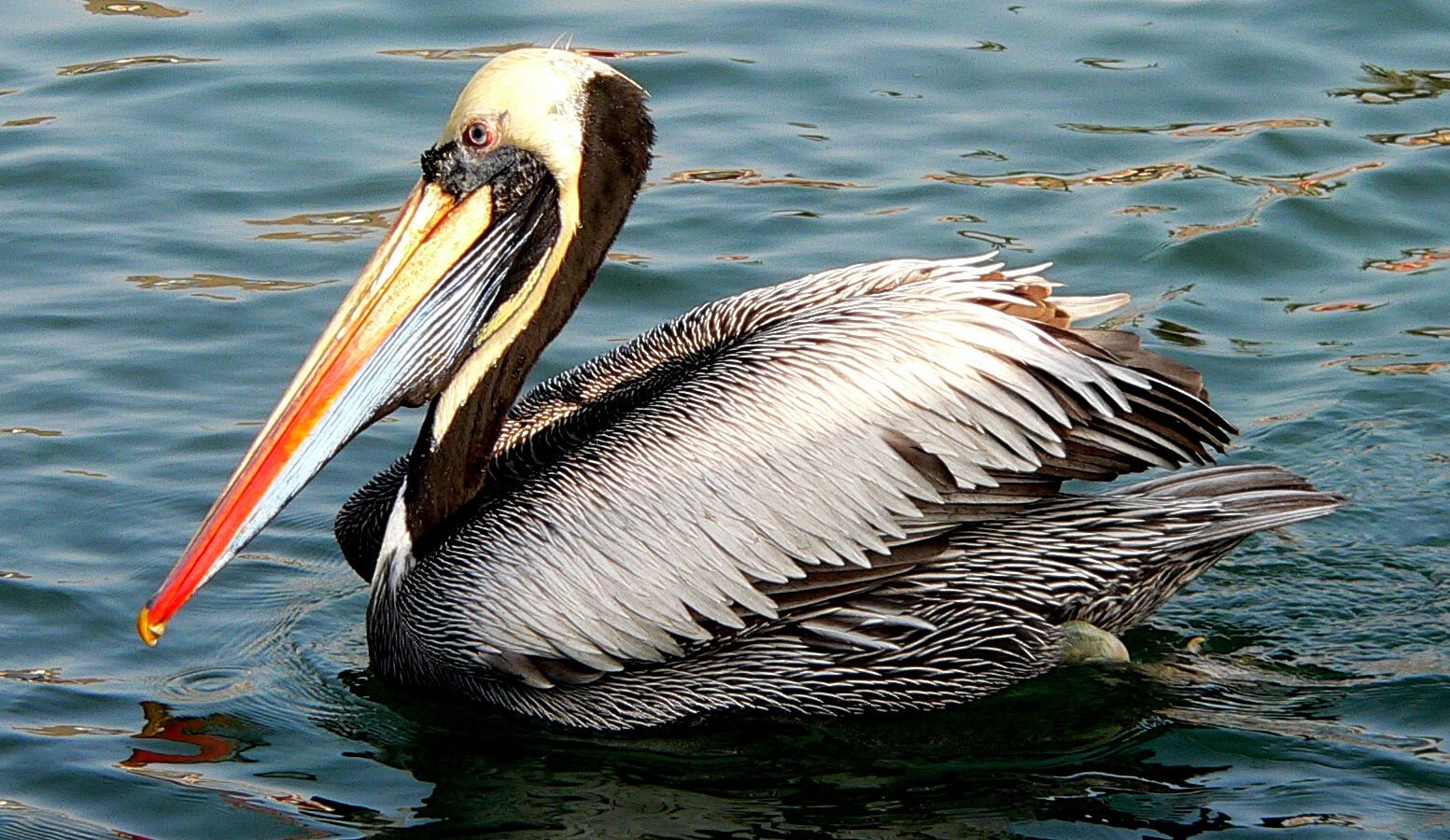 Peruvian Pelican