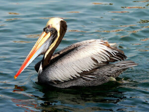 Peruvian Pelican
