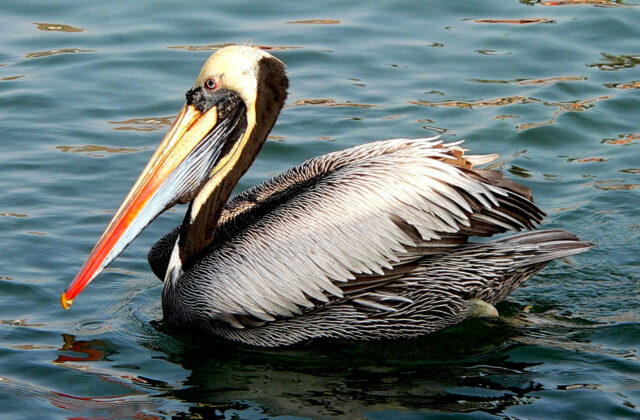 Peruvian Pelican