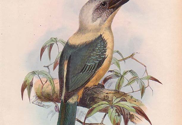 Great-billed Kingfisher