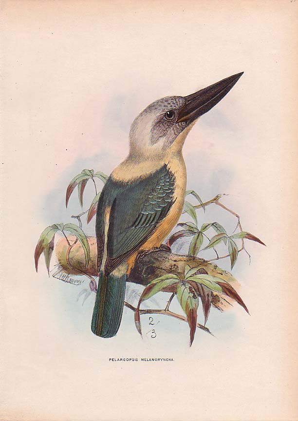 Great-billed Kingfisher