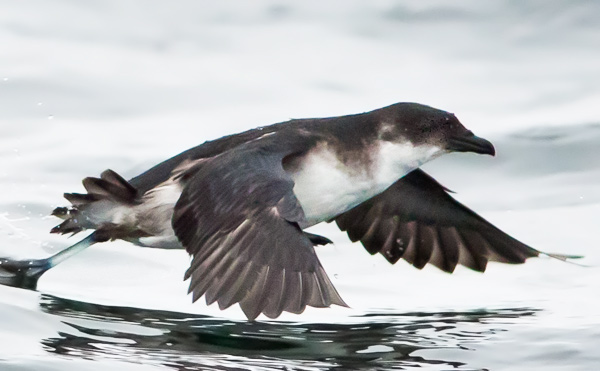 Peruvian Diving Petrel