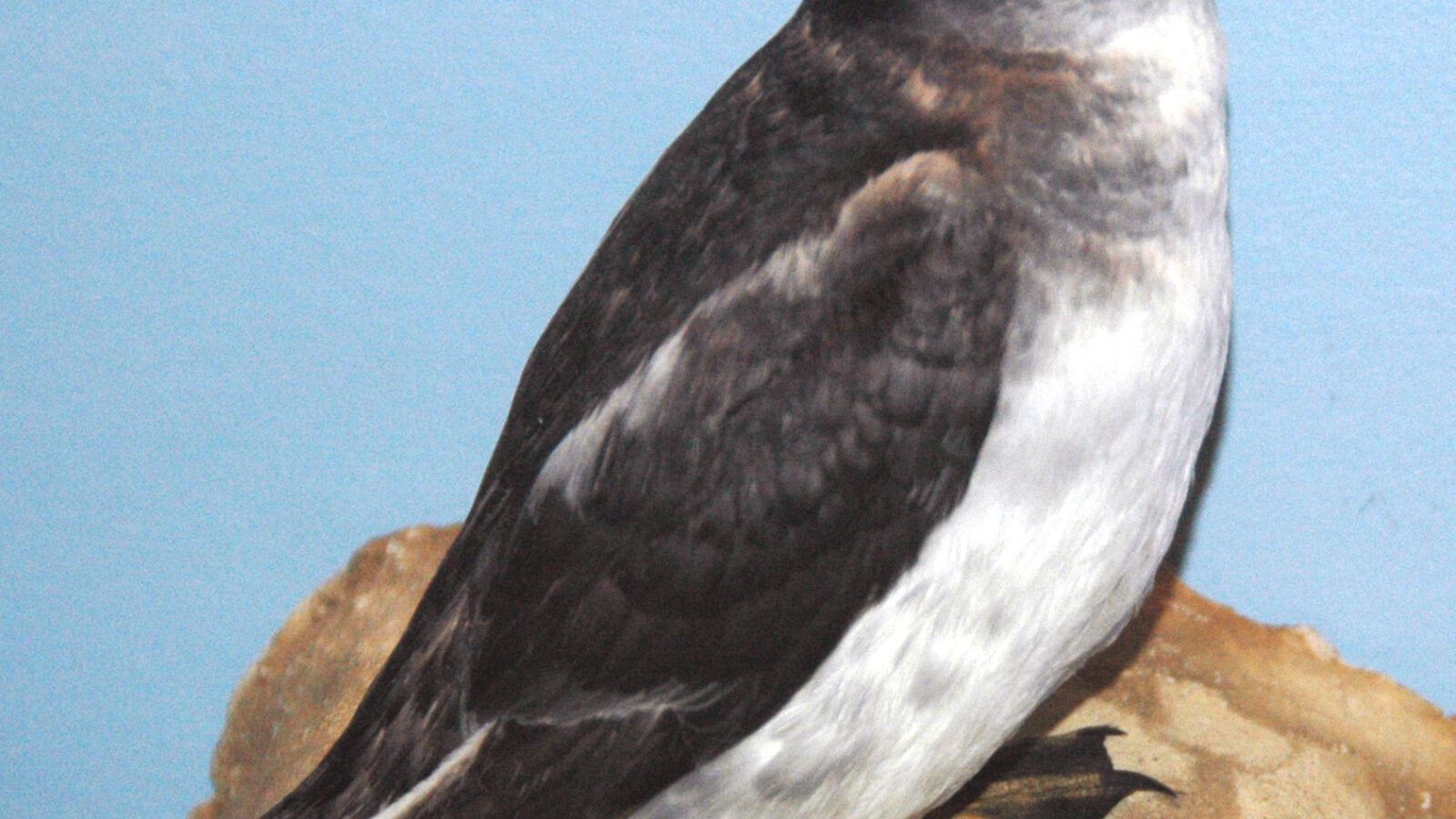 South Georgia Diving Petrel